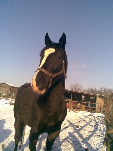 Obrazek